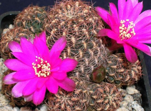 Sulcorebutia_parquetopari_riesener